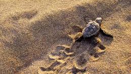 le baby boom des tortues marines dans ce pays méditerranéen